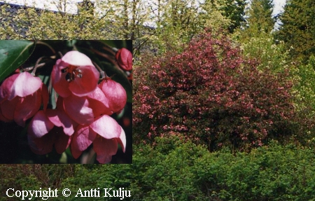 Malus Purpurea 'Kuningatar', purppuraomenapuu.jpg